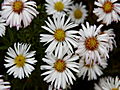 Aster dumosus IMG_1441 Aster krzaczasty